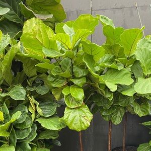 Meet your Posher, Lydia